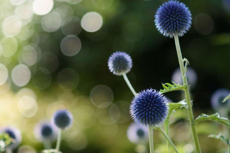 Cardo Globo: Esta flor em forma de pompom é fantástica para atrair abelhas e borboletas. Além disso, ela seca bem, então corte algumas flores para aproveitá-las muito depois da estação de crescimento.