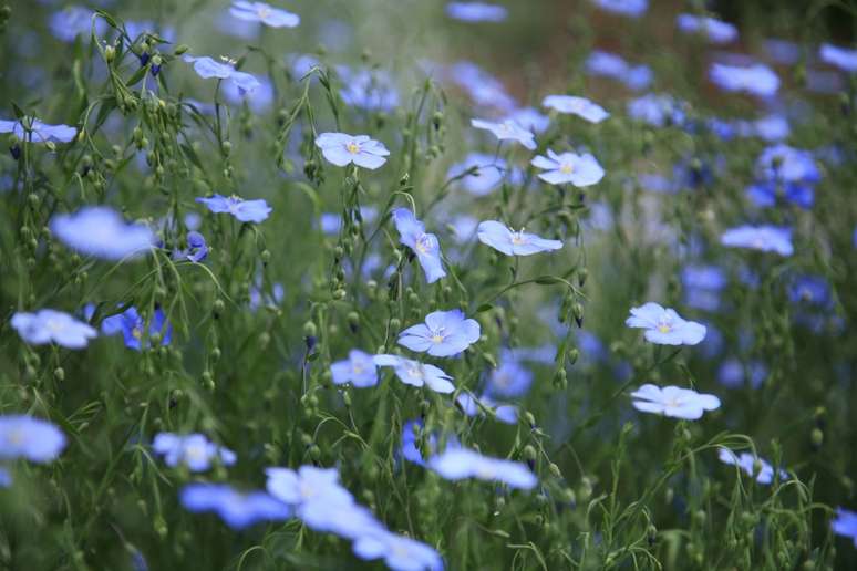 Linho: Nativa da Califórnia, esta flor delicada é bastante fácil de cultivar, mas cada flor dura apenas um dia, então melhor plantar muitas delas para obter uma floração consistente.