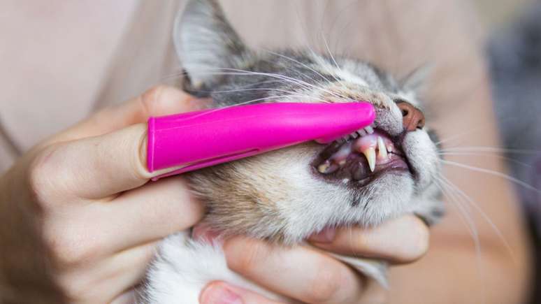 O mau hálito pode ser um sinal de alerta para a doenças periodontais em pets –