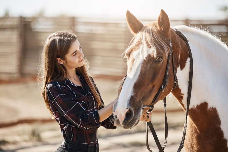 Cavalos também podem ser criados como animais de estimação