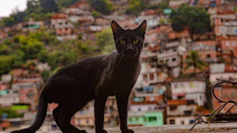 Moradores de favelas do Rio e de Salvador expõem no podcast Brasil Partido grande frustração com políticas de segurança adotadas por governos de direita e de esquerda.