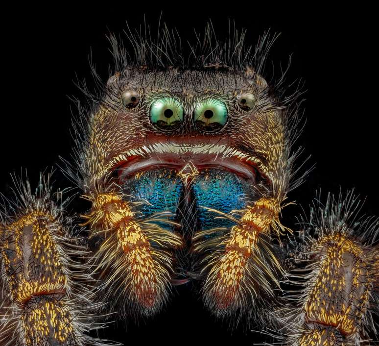 O retrato em primeiro plano desta aranha-saltadora ganhou um lugar na categoria 'imagem de distin&ccedil;&atilde;o' no Concurso de Fotografia Microsc&oacute;pica da Nikon