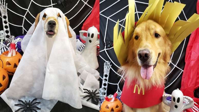 Confira opções de fantasia de Halloween para cachorro
