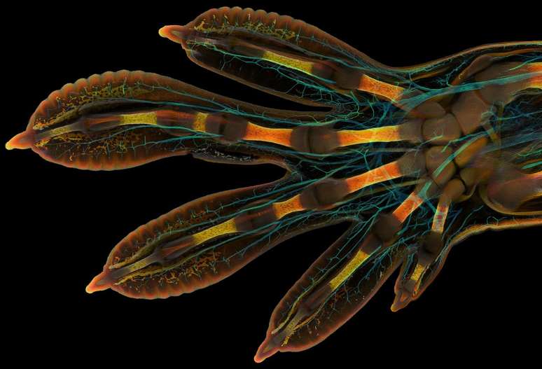 Esta foto de uma pata embrion&aacute;ria de uma lagartixa gigante de Madagascar ganhou o primeiro pr&ecirc;mio na categoria 'top 20' na edi&ccedil;&atilde;o de 2022 do Concurso de Fotografia Microsc&oacute;pica da Nikon