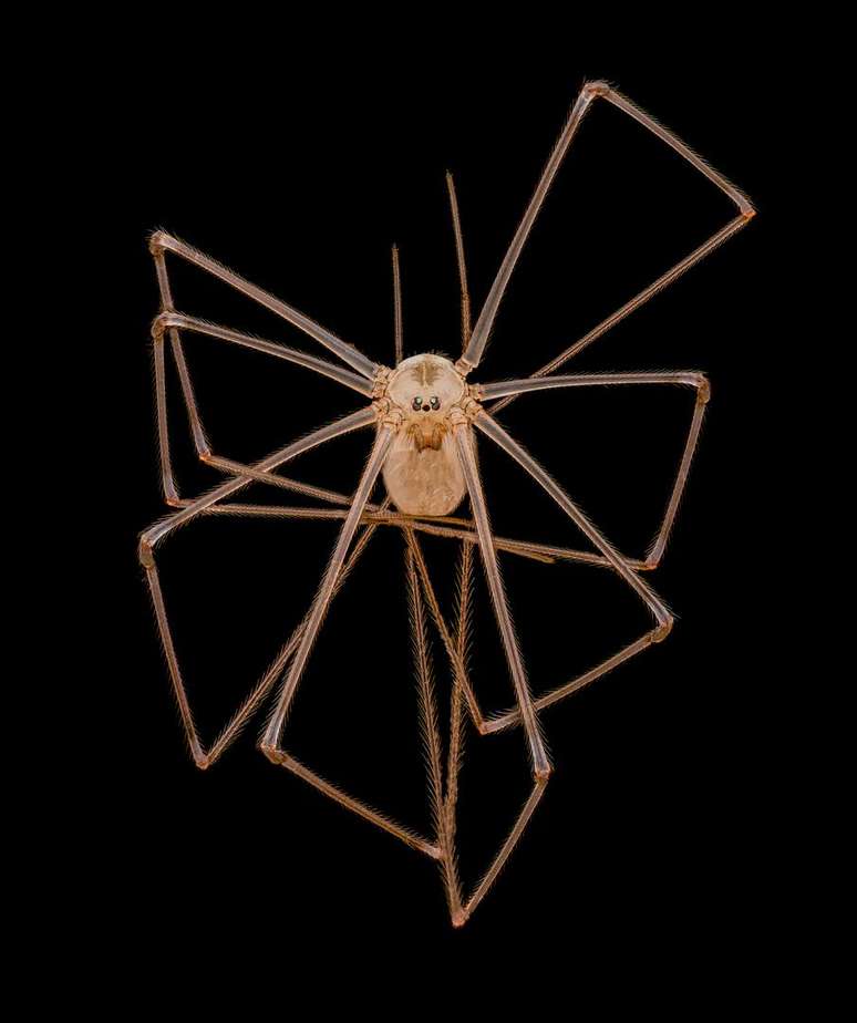 A imagem da aranha (Pholcus phalangioides) ficou em quarto lugar na categoria 'top 20' do concurso