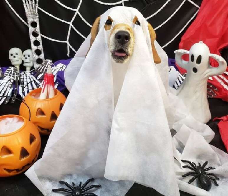 Fantasia pet no Halloween: confira dicas e opções