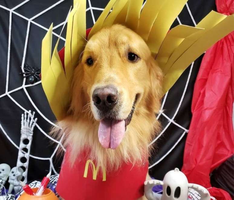 Confira opções de fantasia de Halloween para cachorro