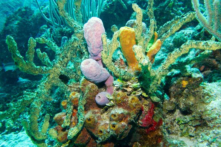 San Andrés possui locais para mergulho repletos de corais, lagostas e arraias 