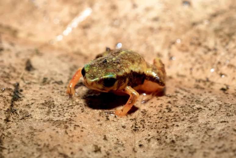 Pingo-de-ouro-clarissa, nova espécie de sapo achada por pesquisadores da UERJ