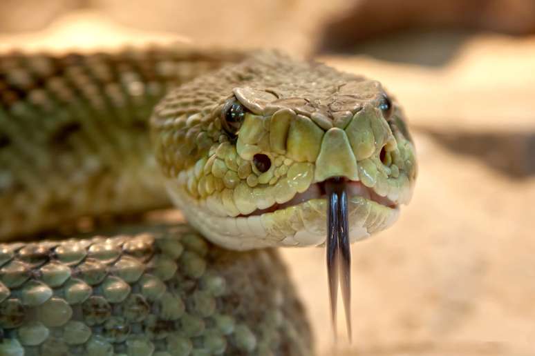 Cobras são capazes de mover seus músculos das costelas individualmente nas partes livres do peito