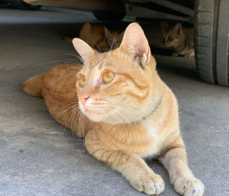 Gatos podem ignorar seus tutores de propósito –