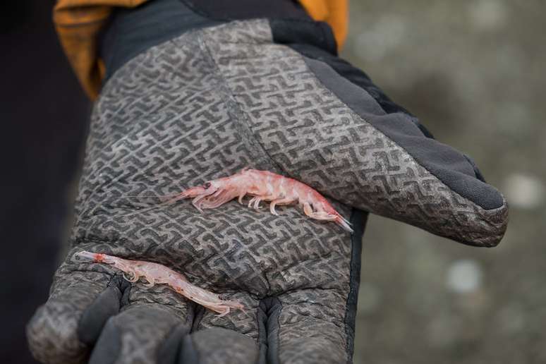 As baleias que comem krill acabam ingerindo maiores quantidades de microplásticos