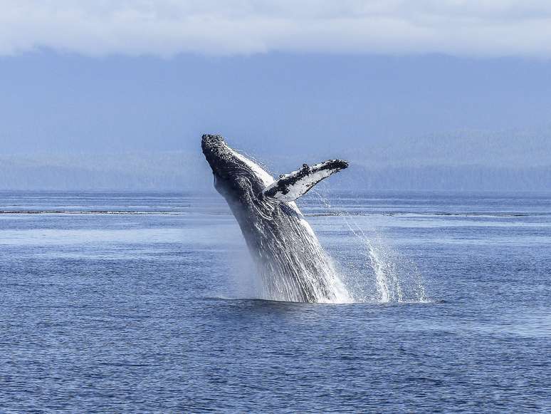 As baleias jubarte, que não comem os camarões 'krill' e tem uma dieta apenas de peixes, ingerem uma quantidade menor de microplásticos, mas ainda muito: 20.000 por dia