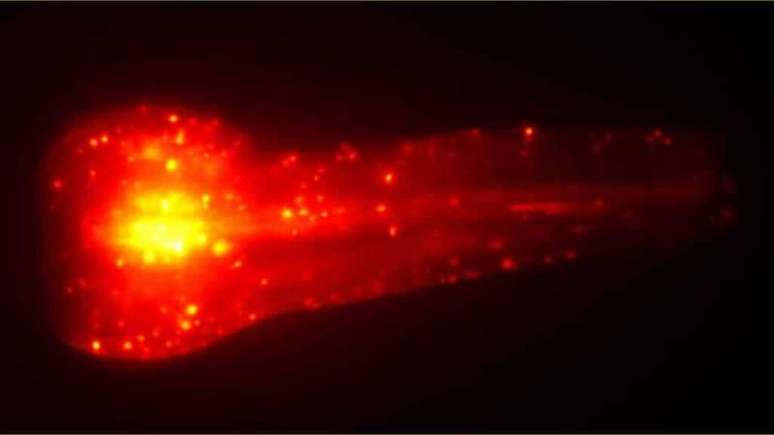 Cabeça de um C. elegans mostrando agregados proteicos marcados com fluorescência 
