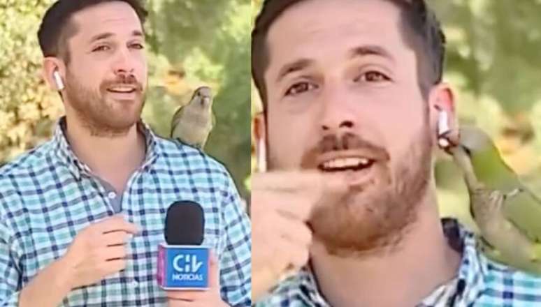 Repórter teve seu fone levado por pássaro ao vivo