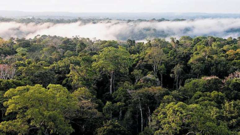 Reserva Biológica do Uatumã, no Amazonas; investimento sustentável da Anbima pode significar que fundos simplesmente não investem em alguns setores