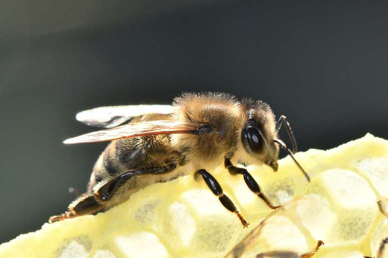 As abelhas ocidentais são nomeadas como Apis, que é o latim para abelha, e mellifera, que é o latim para "honey carrying", referente à sua produção de mel