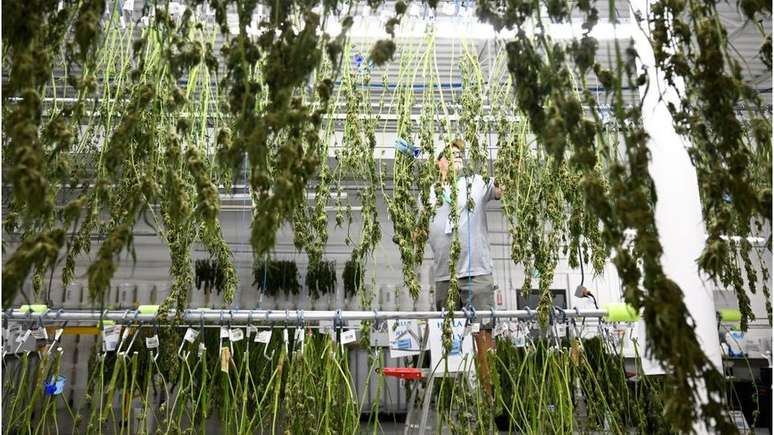 P&eacute;s de cannabis secando