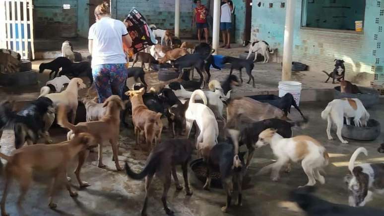 Diferentemente de abrigos como o da foto, os 'acumuladores' criam animais em casa comuns e condi&ccedil;&otilde;es insalubres