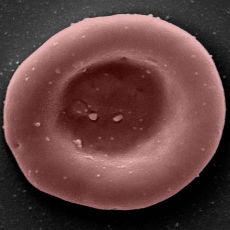 Um glóbulo vermelho cultivado em laboratório, que transporta oxigênio e dióxido de carbono ao redor do corpo