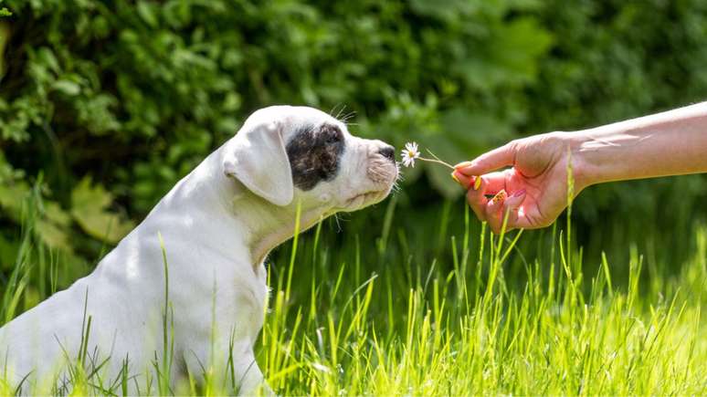 Alergia em pets