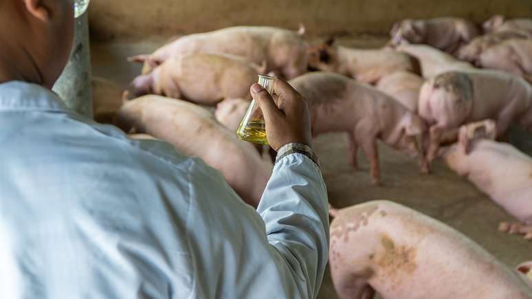 O principal vírus influenza que está circulando é o causador da gripe suína