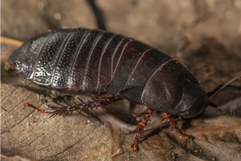 Barata que se alimenta de madeira foi encontrada ao pé de uma árvore