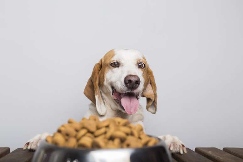 Comida de humanos é mais digerível, mas não necessariamente mais saudável