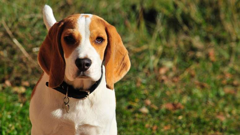 Beagles foram objeto de estudo da pesquisa feita pela equipe de Kelly Swanson, da Universidade de Illinois