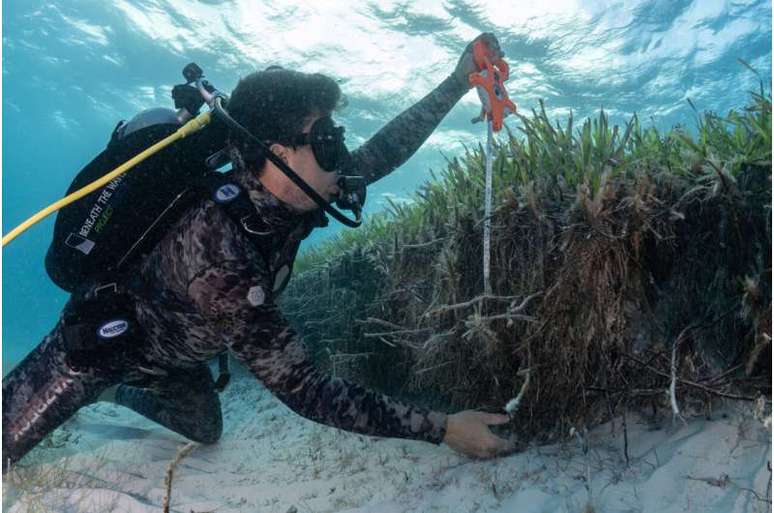 Ervas marinhas podem reter carbono em seus "corpos", o que pode ajudar a combater as mudanças climáticas