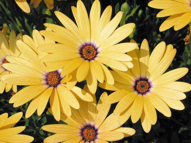 Osteospermum lemon symphony