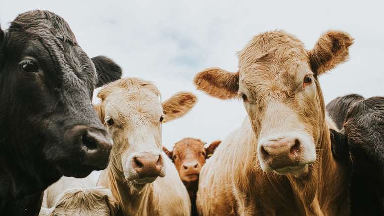 Críticos da medida dizem que ela prejudica o setor agropecuário