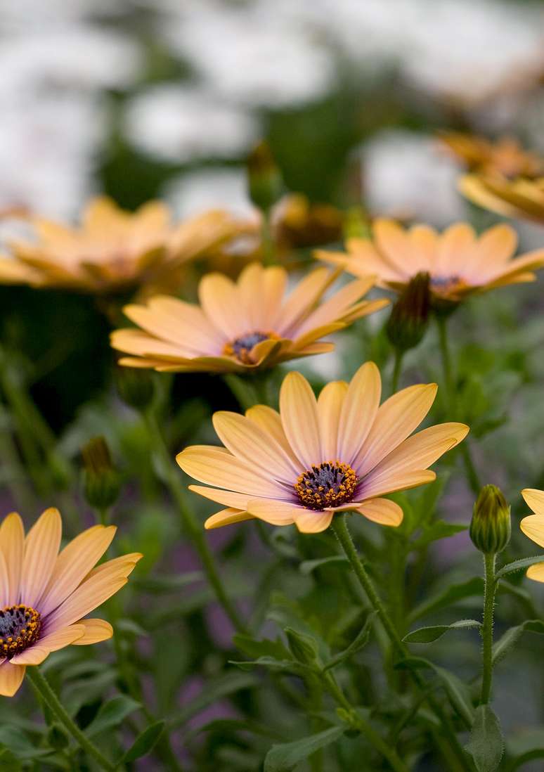 Osteospermum sideshow copper apricot