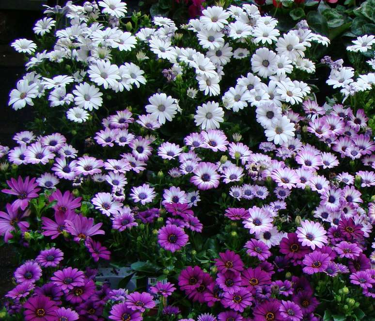 Margaridas africanas brancas, rosas e roxas