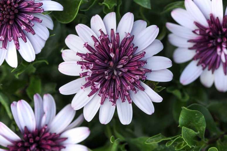 Osteospermum 4D