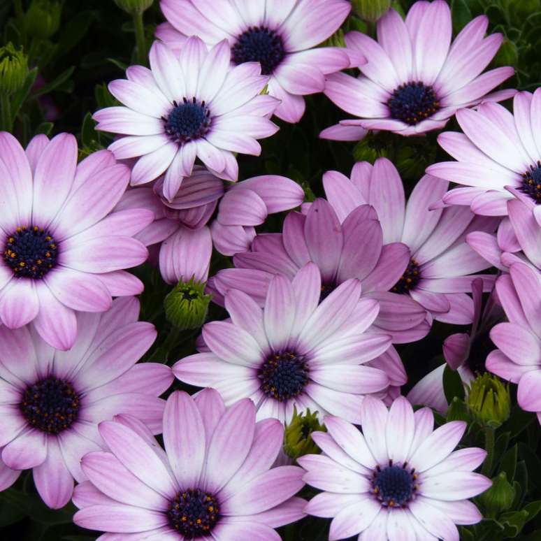 Margaridas africanas brancas e rosas