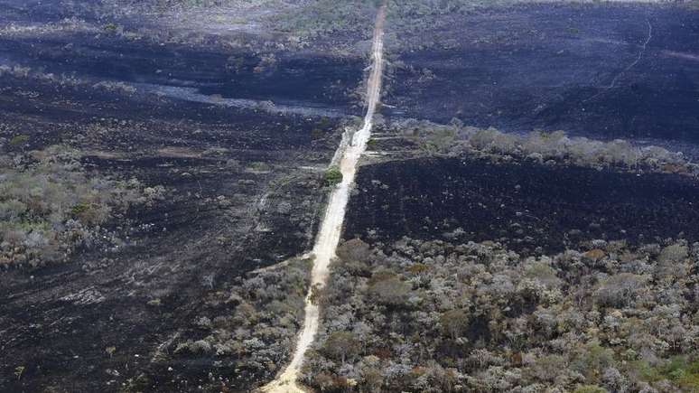 Segundo o MapBiomas, mais de 45% do Cerrado já foi destruído para dar lugar à agropecuária