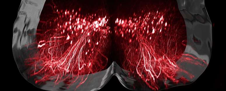 Visualização de neurônios estimulados