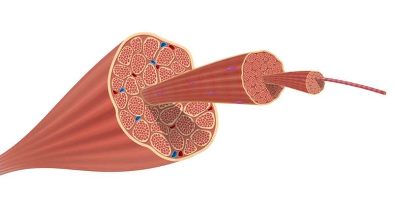 Como ilustrado na imagem, o m&uacute;sculo re&uacute;ne um conjunto de fibras que se contraem e relaxam para permitir certos movimentos