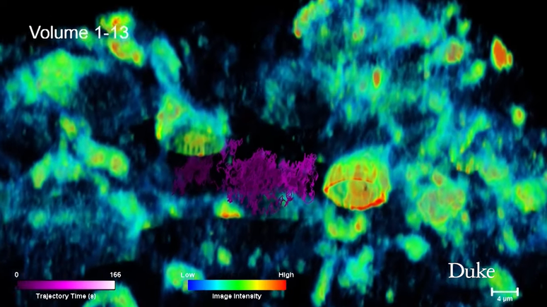 A equipe de Johnson, liderada pelo professor assistente de química Kevin Welsher, descobriu uma forma de capturar imagens em 3D no tempo real do vírus