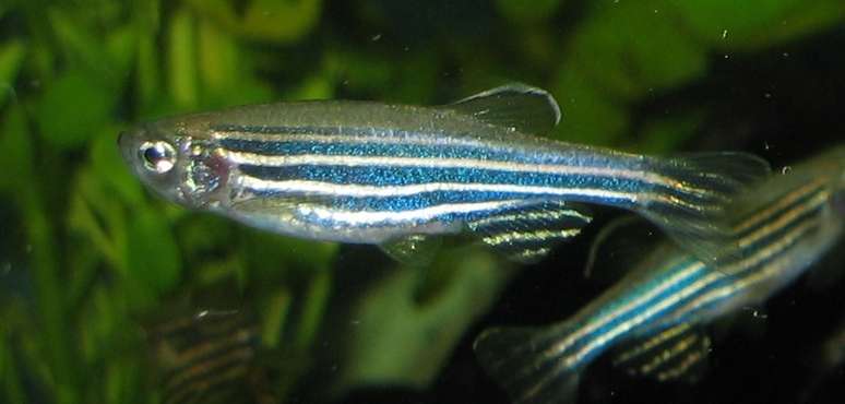 Um esp&eacute;cime feminino de uma ra&ccedil;a de peixe-zebra (Danio rerio) 