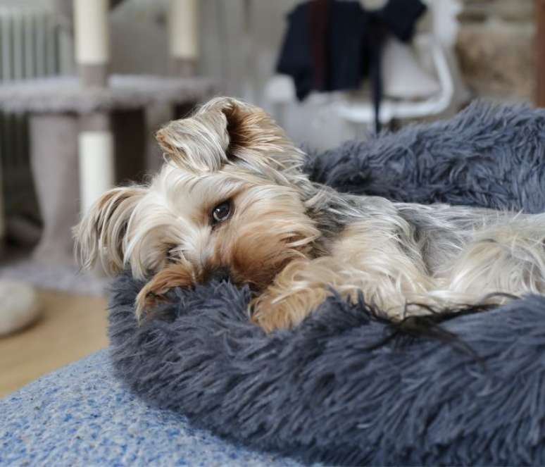 Dormir em um local confortável evita pesadelo em pets –