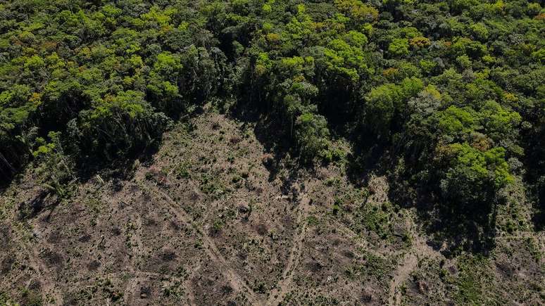 Taxa de desmatamento da Amazônia cresceu 73% durante os três primeiros anos do governo Bolsonaro