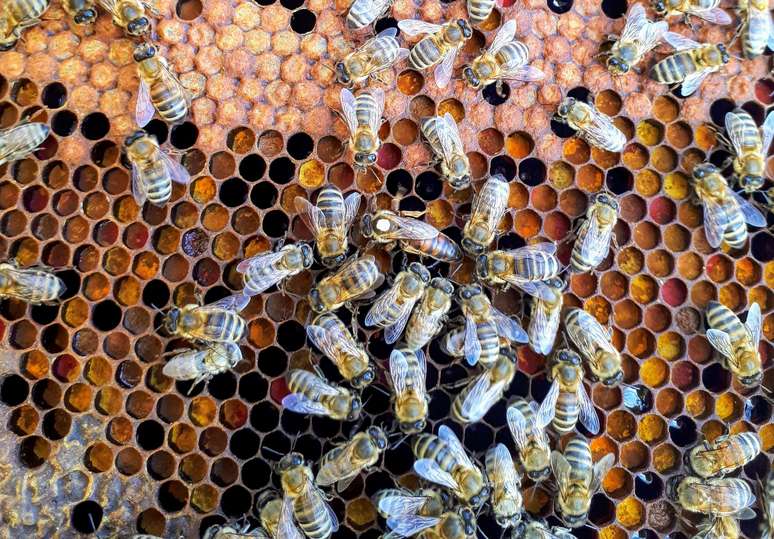 Ritmo de nascimento de novas colônias de abelhas não tem acompanhado o envelhecimento das colônias existentes