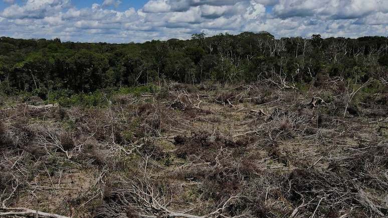 Um terreno recentemente desmatado na floresta amaz&ocirc;nica, em Manaus
