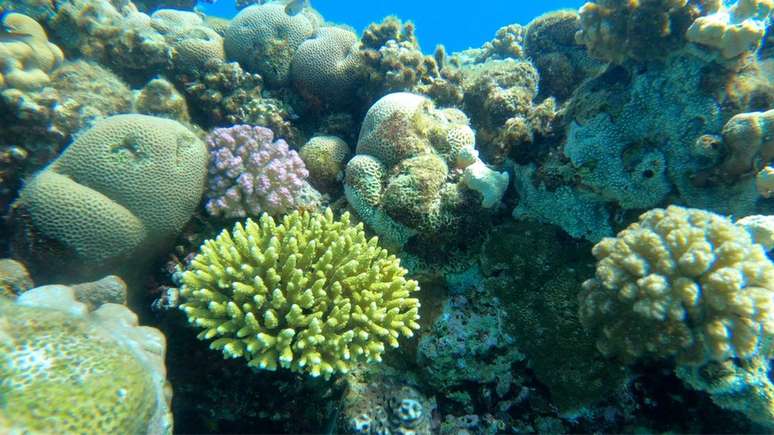 Os corais do Mar Vermelho são resistentes ao aumento da temperatura do mar, mas estão sendo ameaçados pela poluição da indústria petrolífera