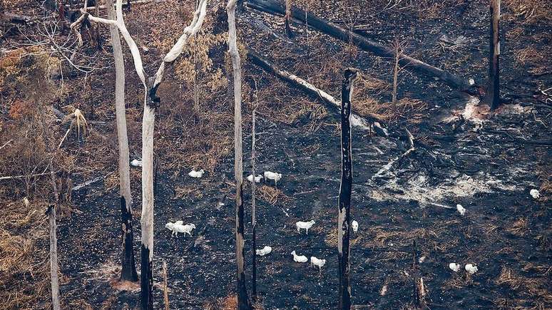 Queimadas na Amazônia prejudicaram a imagem do Brasil no exterior