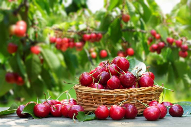 A cereja é uma fruta anti-inflamatória 