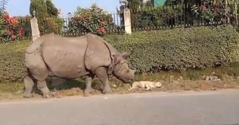 Rinoceronte caminha até cachorro e é flagrado o acordando 