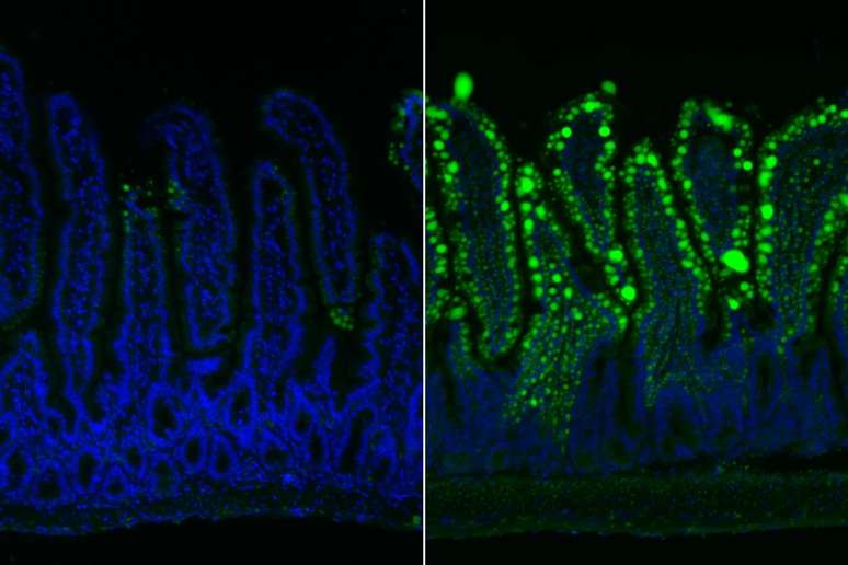 O revestimento intestinal (esquerda) de um camundongo no primeiro dia de uma dieta rica em gordura mostra muito menos absorção de lipídios (verde) do que no sétimo dia da dieta (direita). 